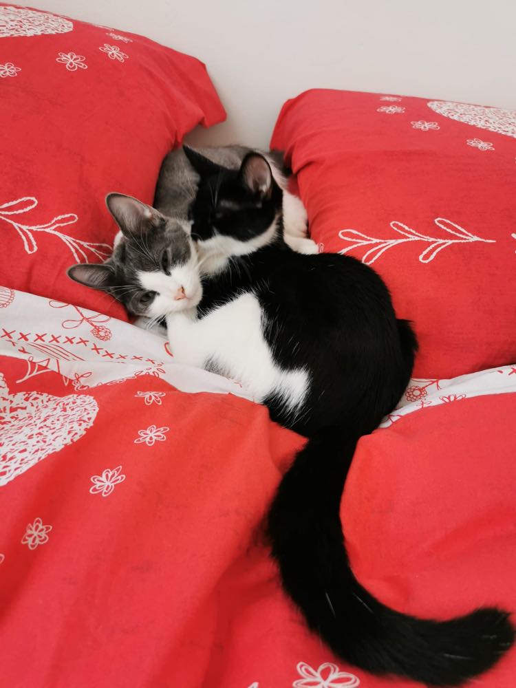 314743335_491139816384489_5598464419131163395_n