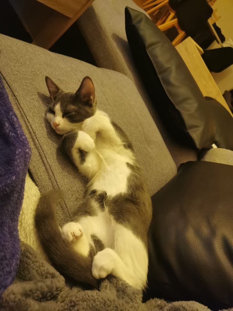 314910399_515684557238758_6205176551762052025_n