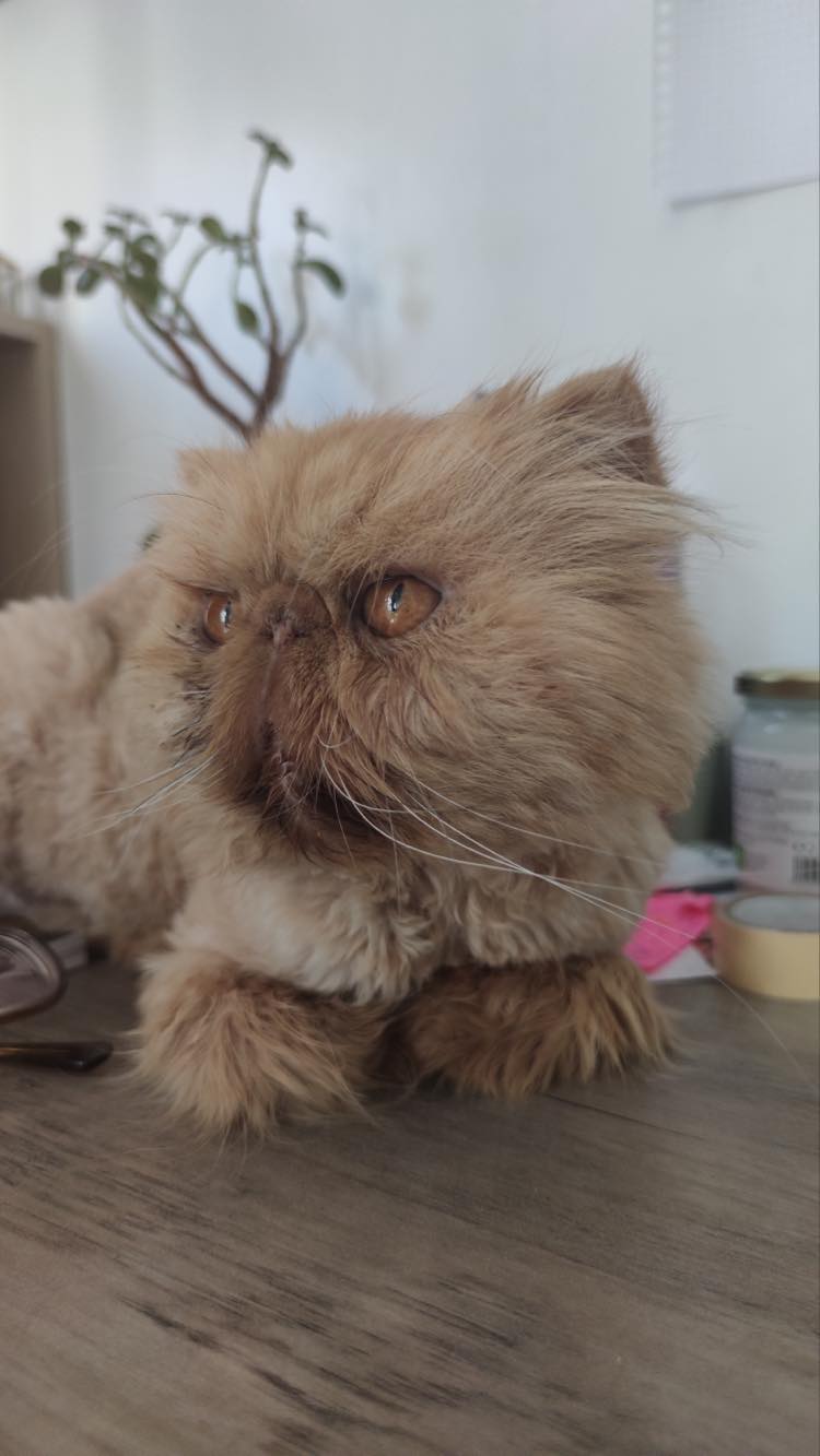 315525258_1173404403583310_7476807509685916280_n