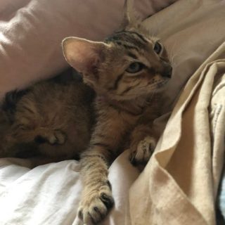 Photo de Chéri Bibi