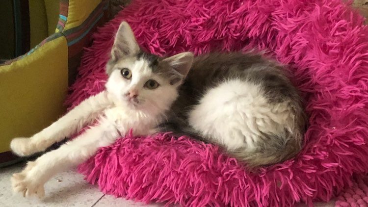 317304640_540166737925099_3608573867657370633_n