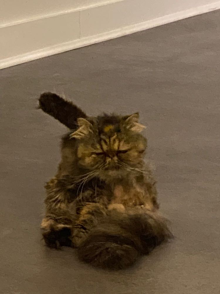 317754990_553404659917088_4650767028997078843_n