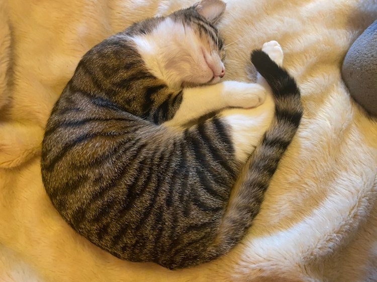 326249977_591102852835763_6016832547484667651_n