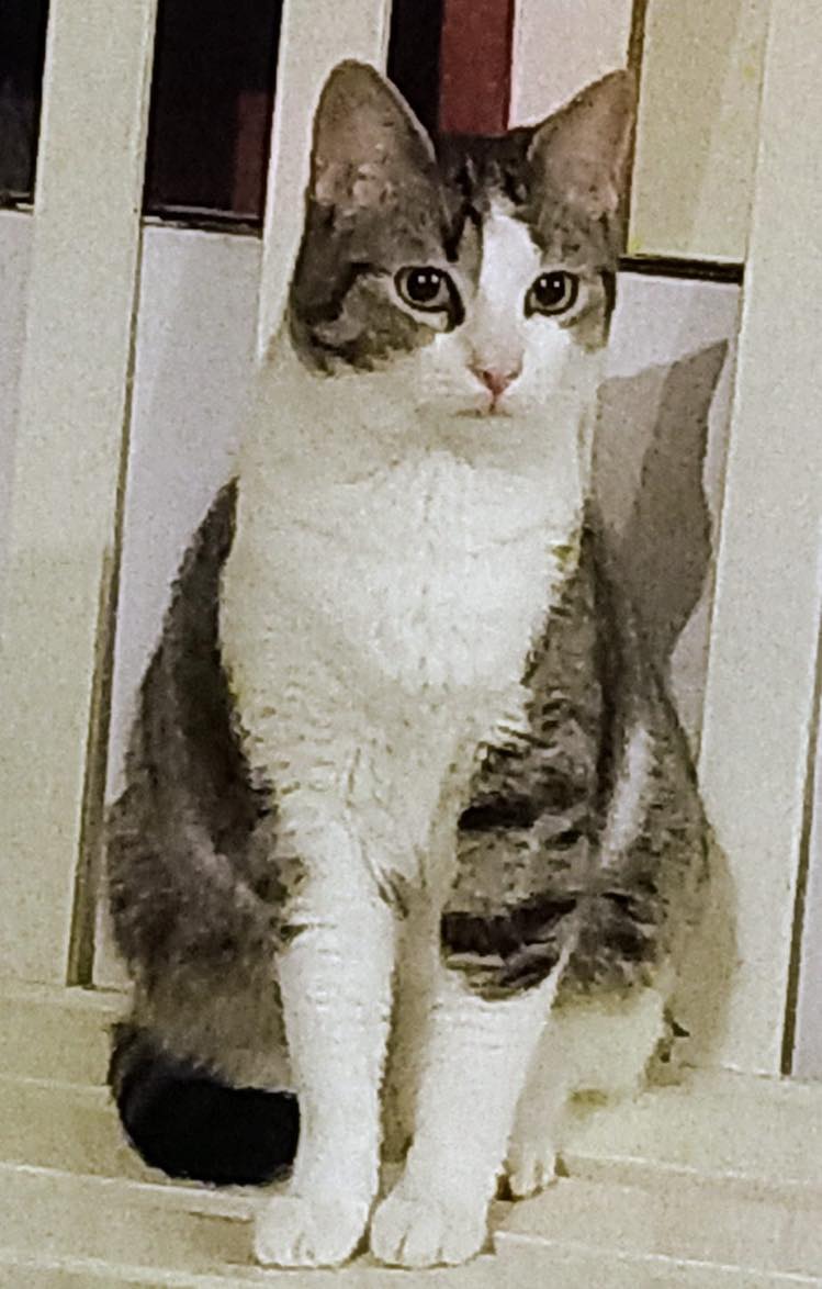 332166942_1275207576676260_8128577000387801211_n