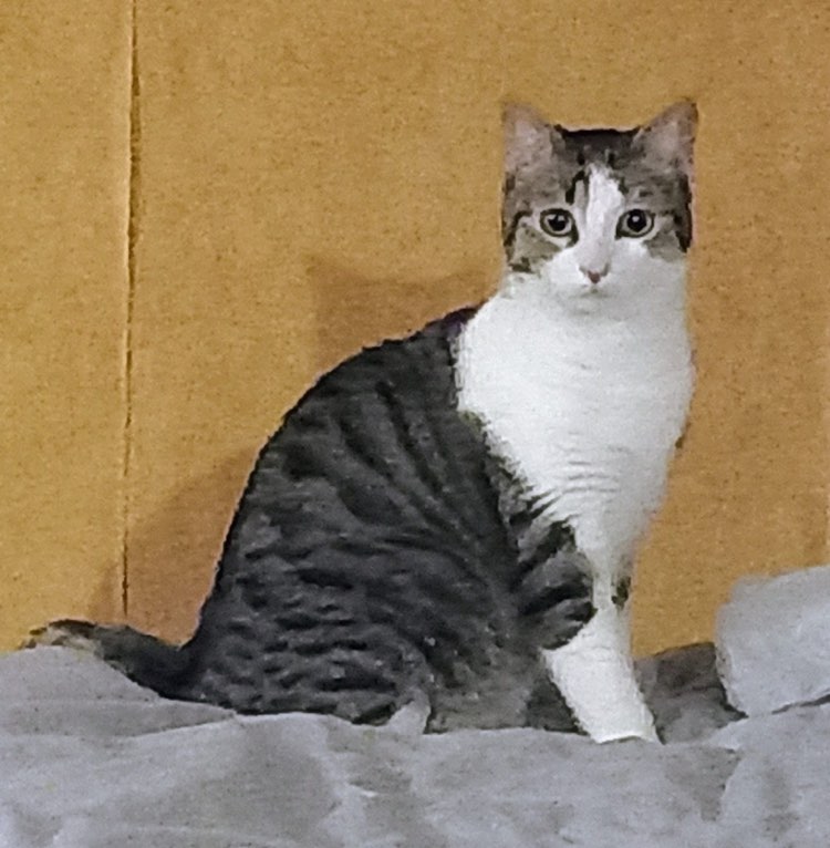 332986850_725916532336967_5073668001115954415_n