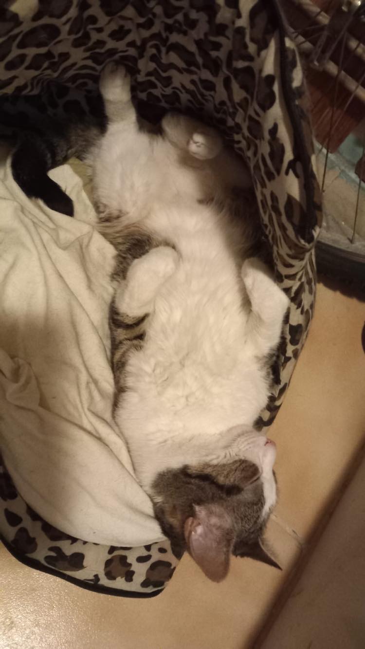 333053500_582302347144441_8762862241102915448_n