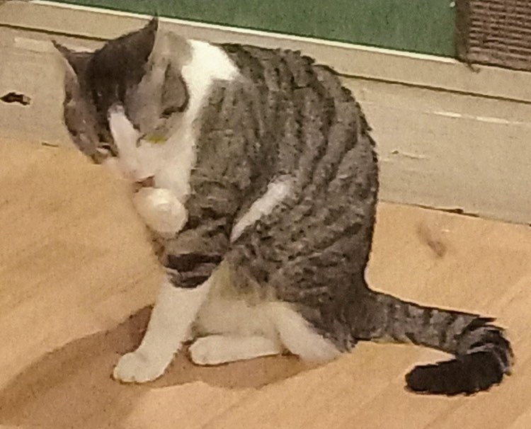 333417943_742394064201805_5788631508901702172_n