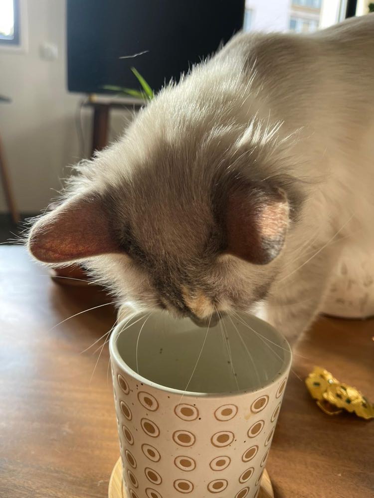 334431537_974099680619631_3065574344132124113_n