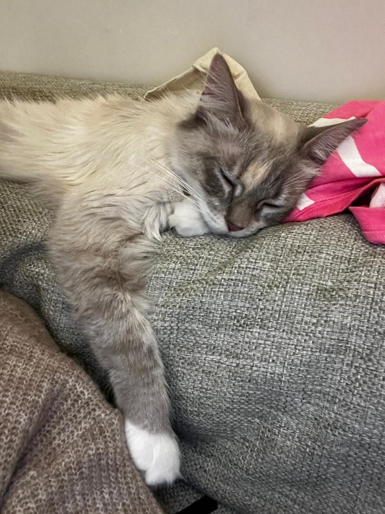 334458908_1226264538001712_3529335267443159362_n