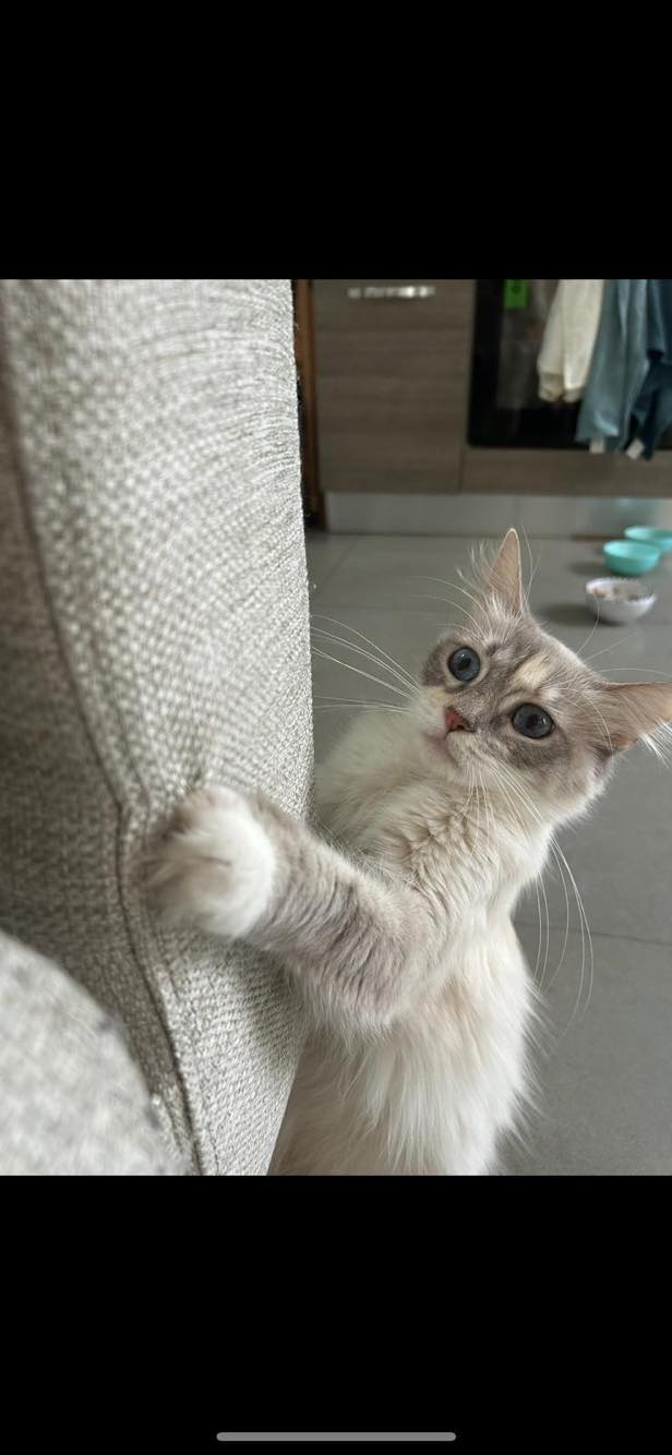 334468233_134869546204819_8533235730313321985_n