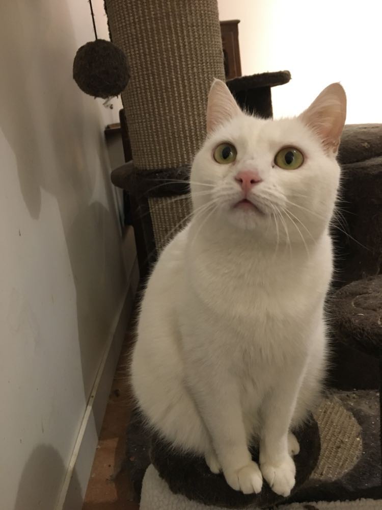 334541670_944756489869346_3692135117844214910_n