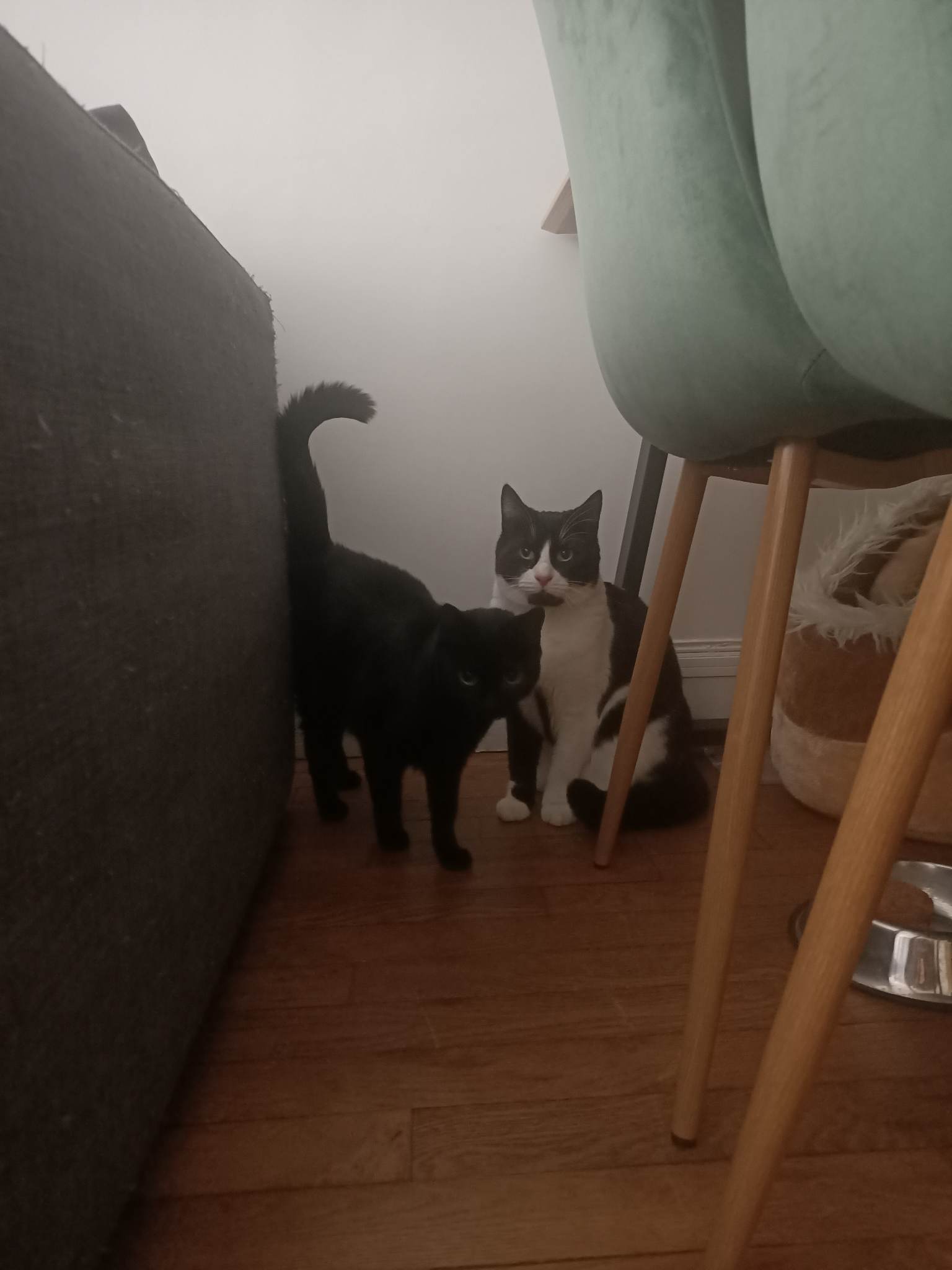 336878740_1292041448393012_1242489423261703555_n