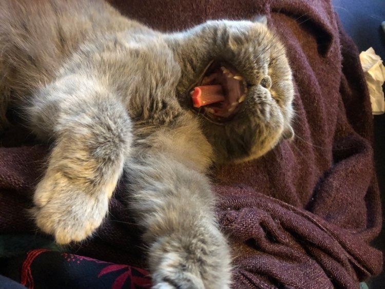 336888031_743098390656401_1962312180896554191_n-1