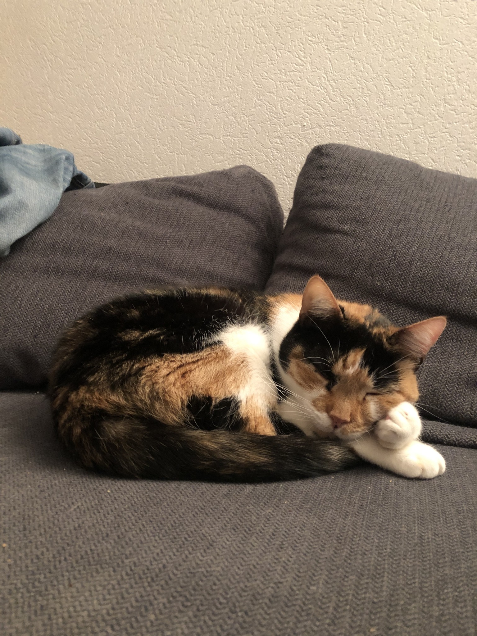 337556362_1295372337992692_3887273734073896124_n