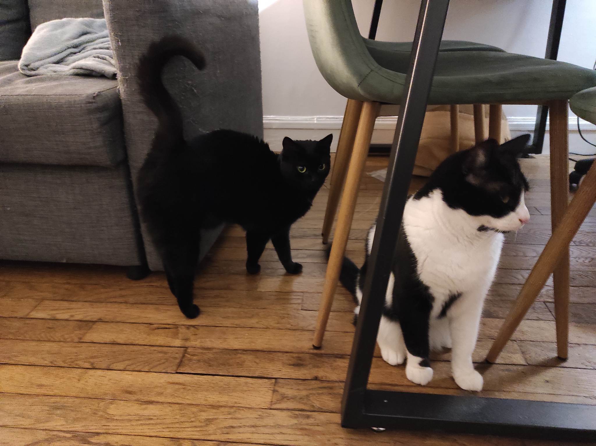 337559630_529708679316501_7472183564048474910_n