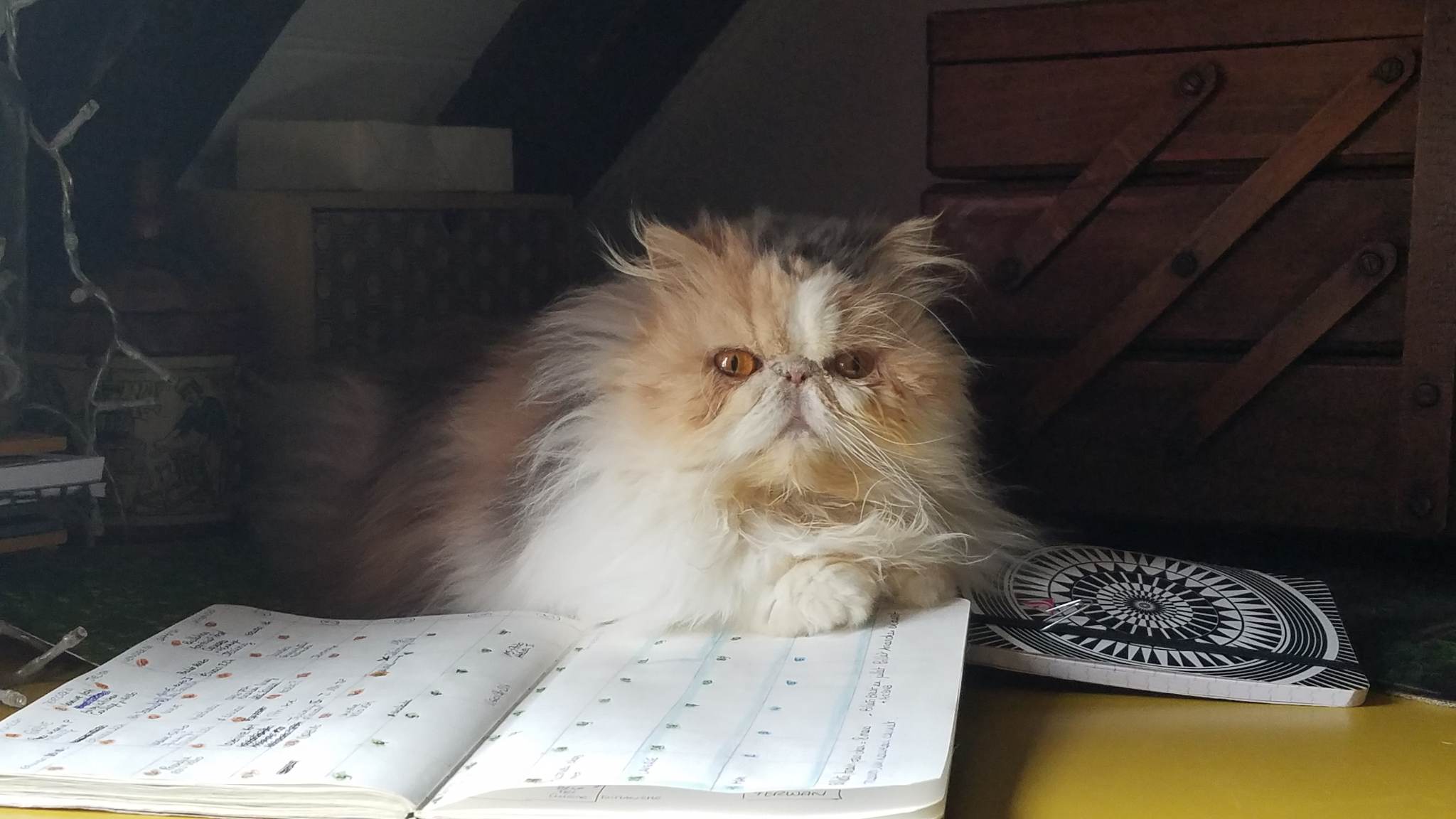 337864805_2468326156656612_4189670617718950581_n