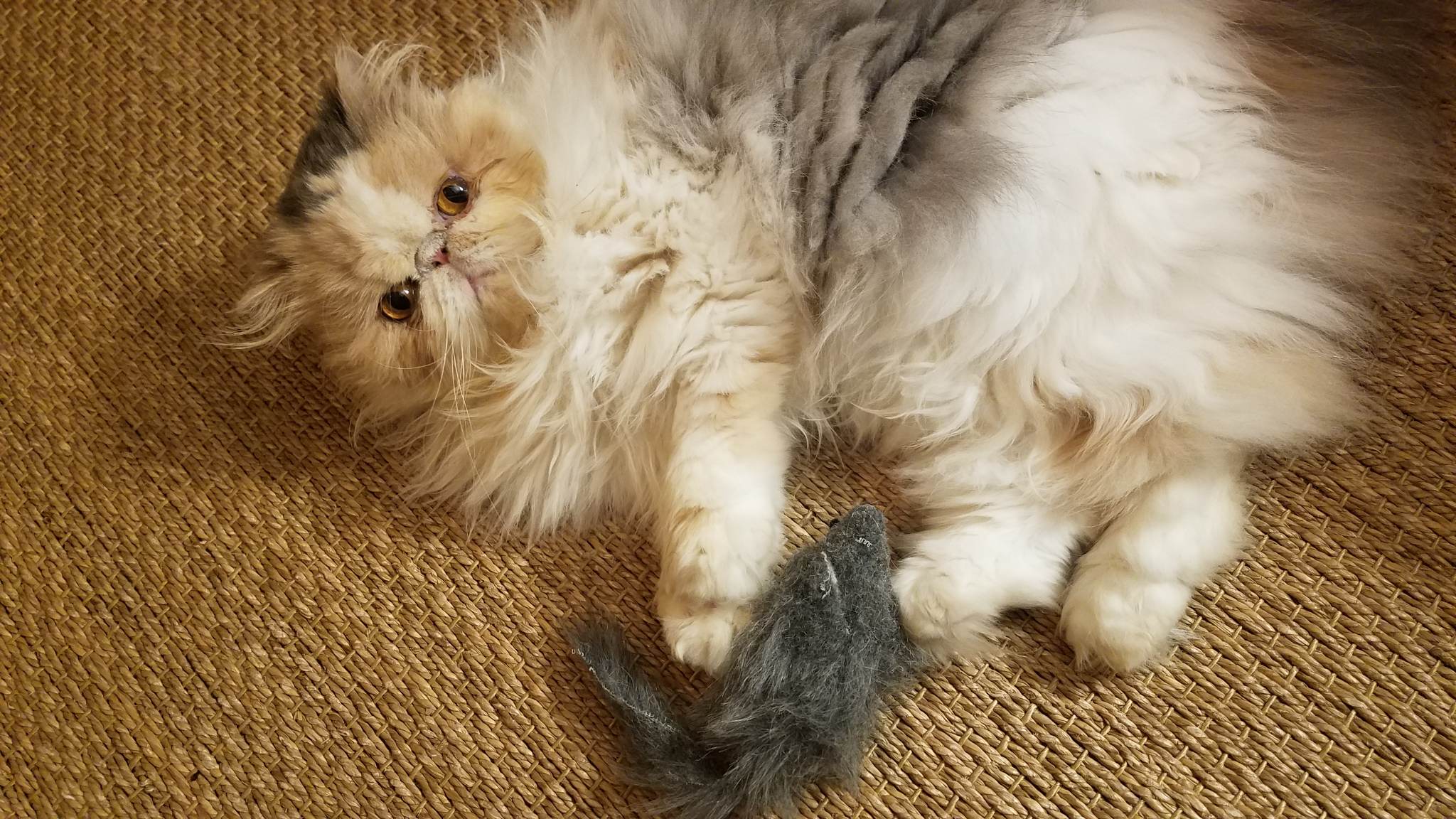 337876183_958698412153022_1575344960263037207_n