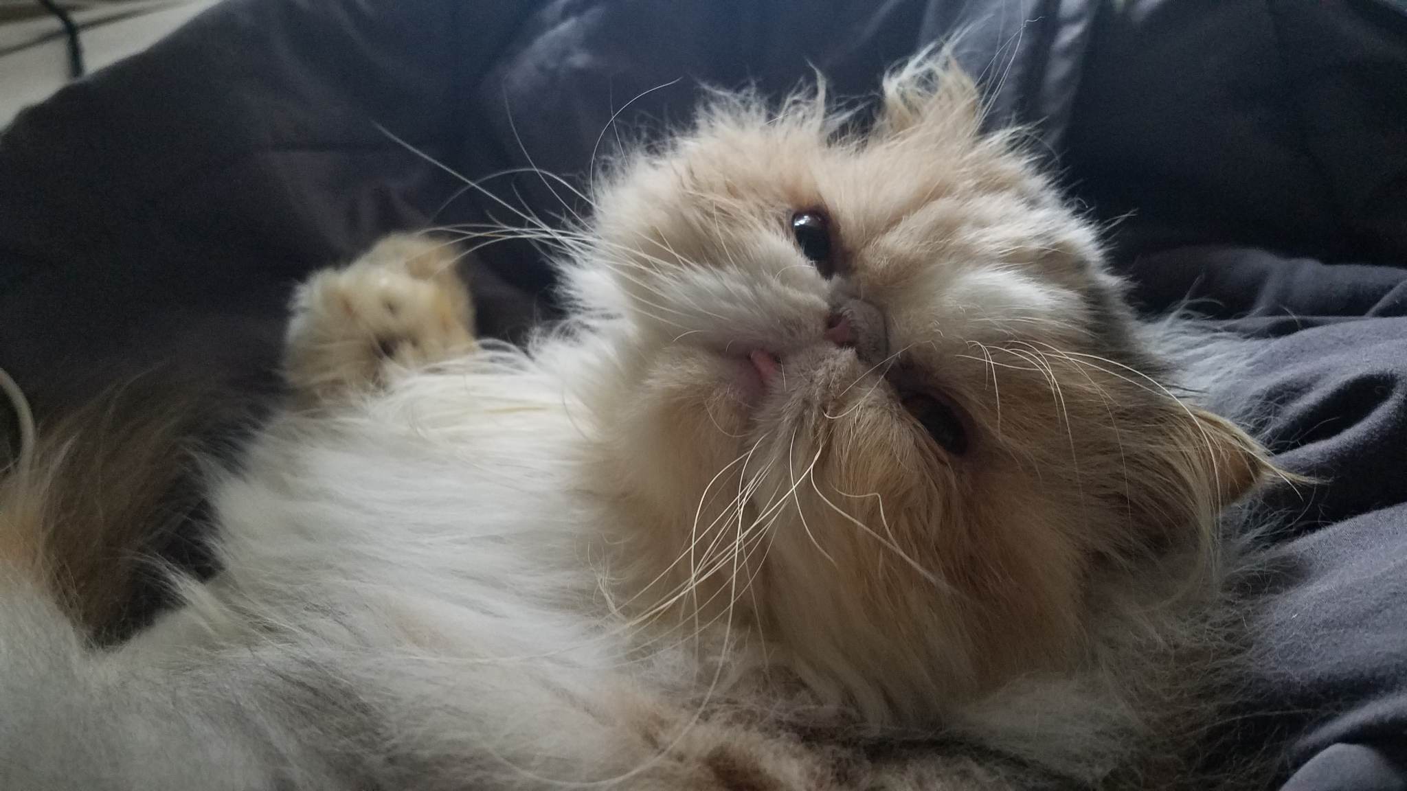 337900175_1318221152073264_2600344291181819088_n