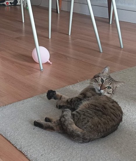 339046102_750700430059014_8946249652814224168_n