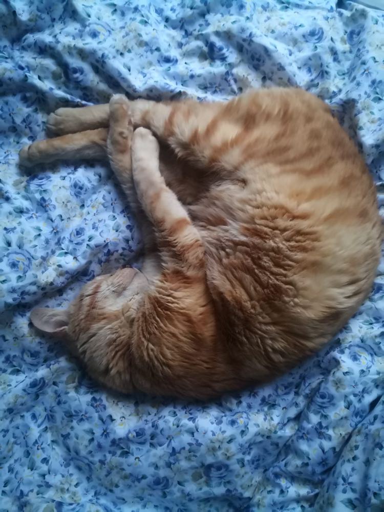 339046102_959300365516477_2128400554277646729_n