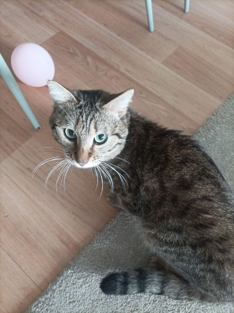 339127241_582175167196352_3768075771383923504_n