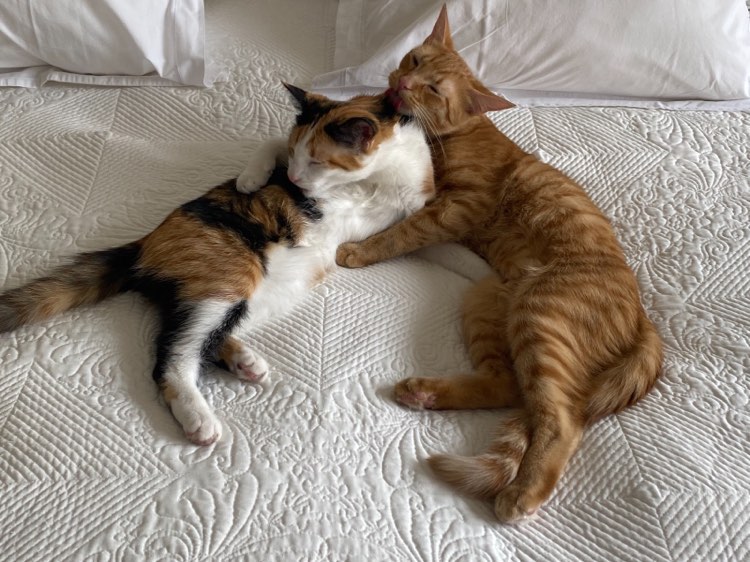 339877001_588122839934708_7948433688346828026_n