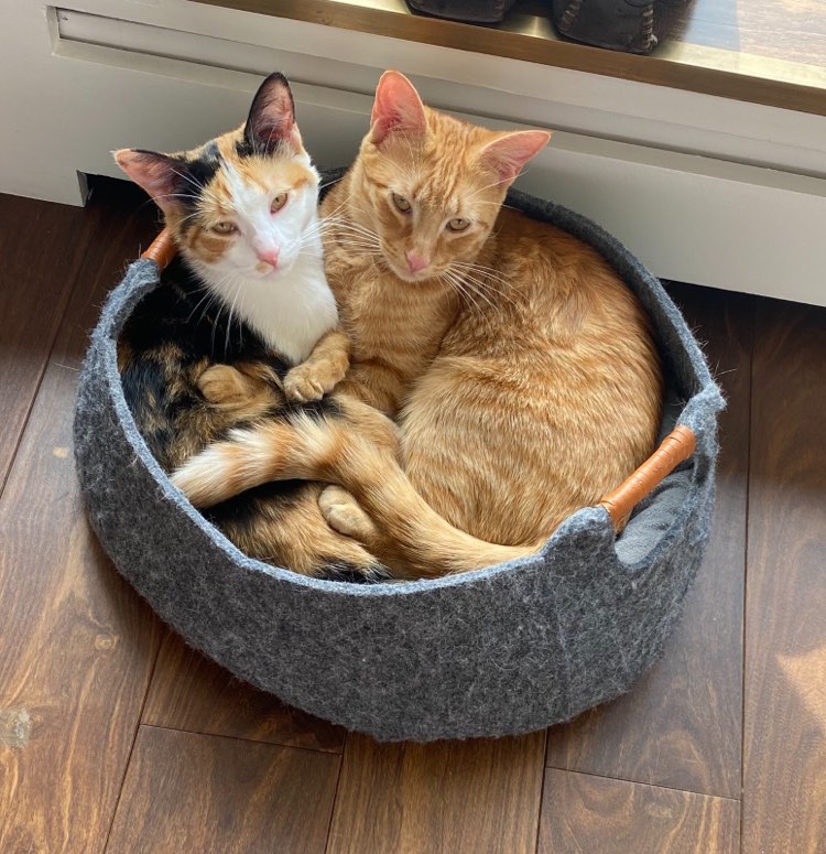 339943576_1274860553101787_7437967584480828681_n