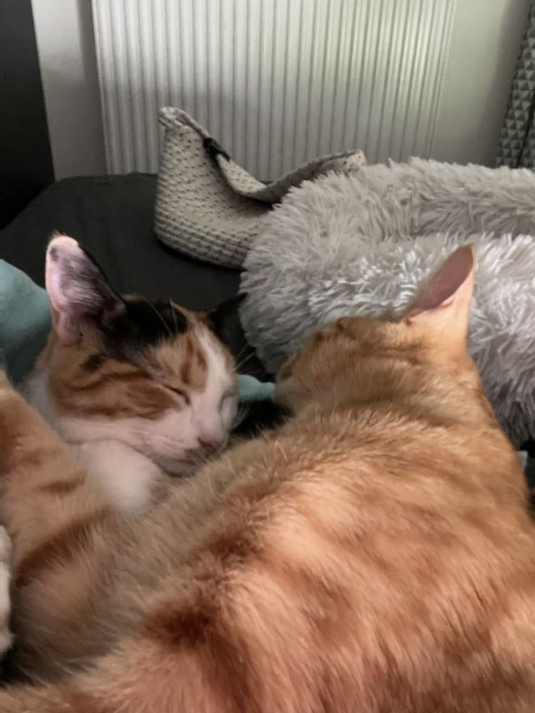 340011965_506859264832610_2146954647577687163_n