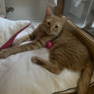 Photo de Roméo et Mini