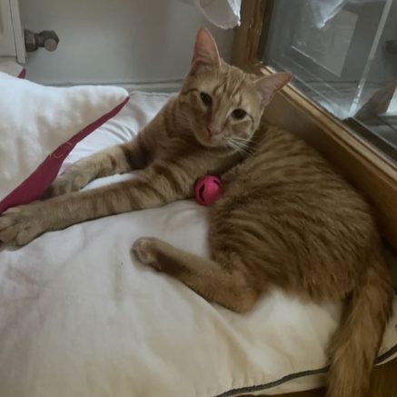 Photo de Roméo et Mini