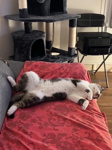 342868916_560851889511052_230862737458786948_n