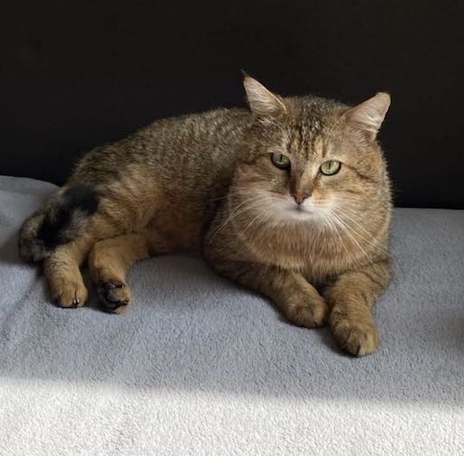 343257839_890882738637864_681181608640501164_n-copie