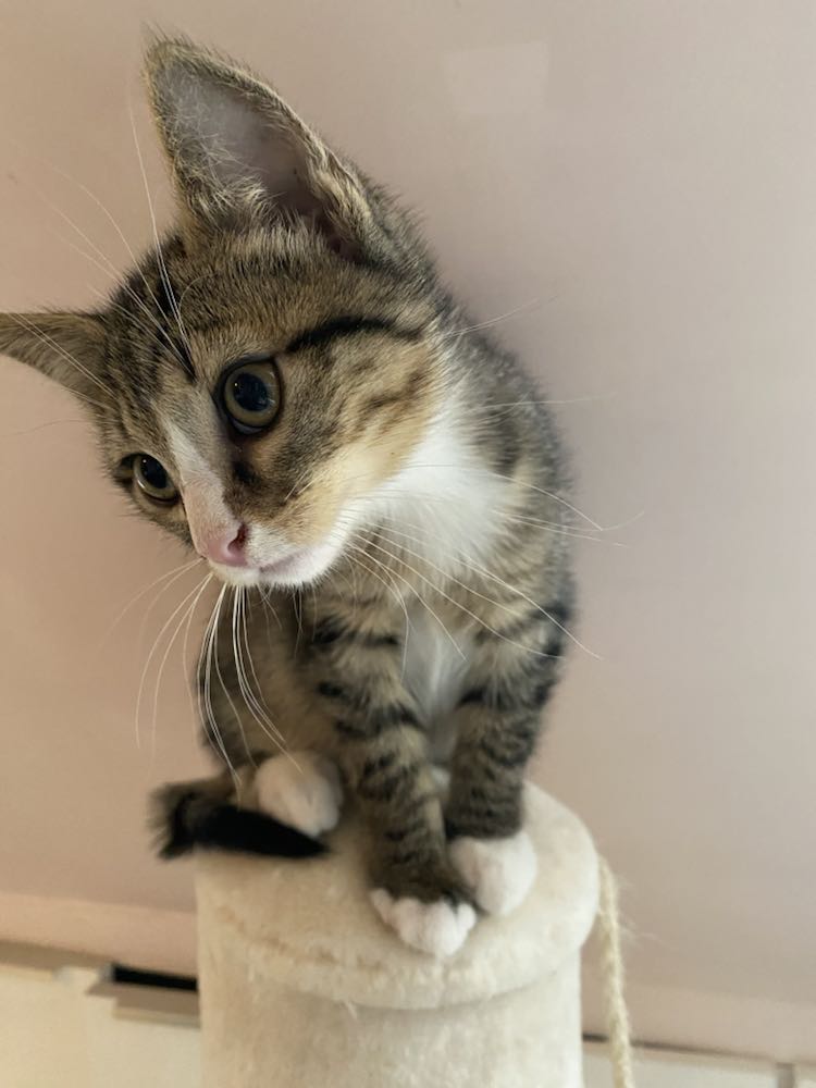 343329170_650473573761502_7005544172920936186_n