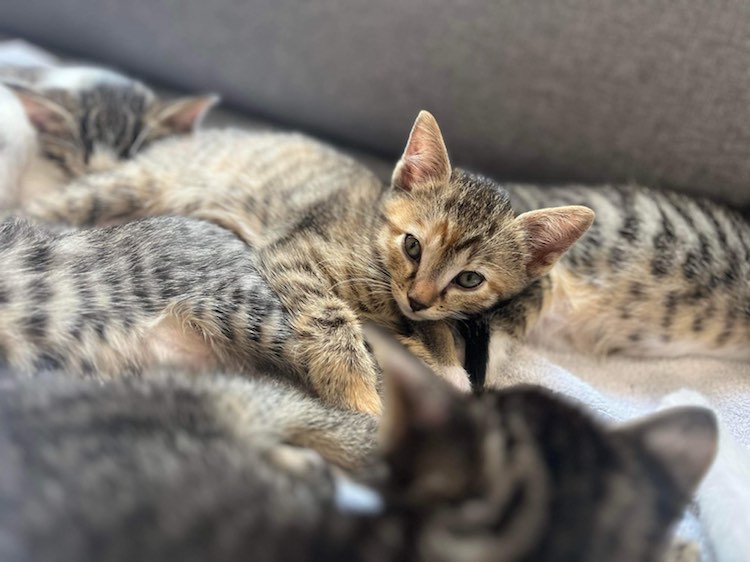 343371351_1286379331965275_876744114756275259_n