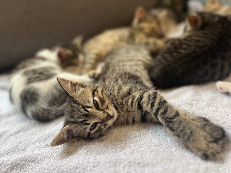 343394551_1259670781324033_7142906953899282666_n