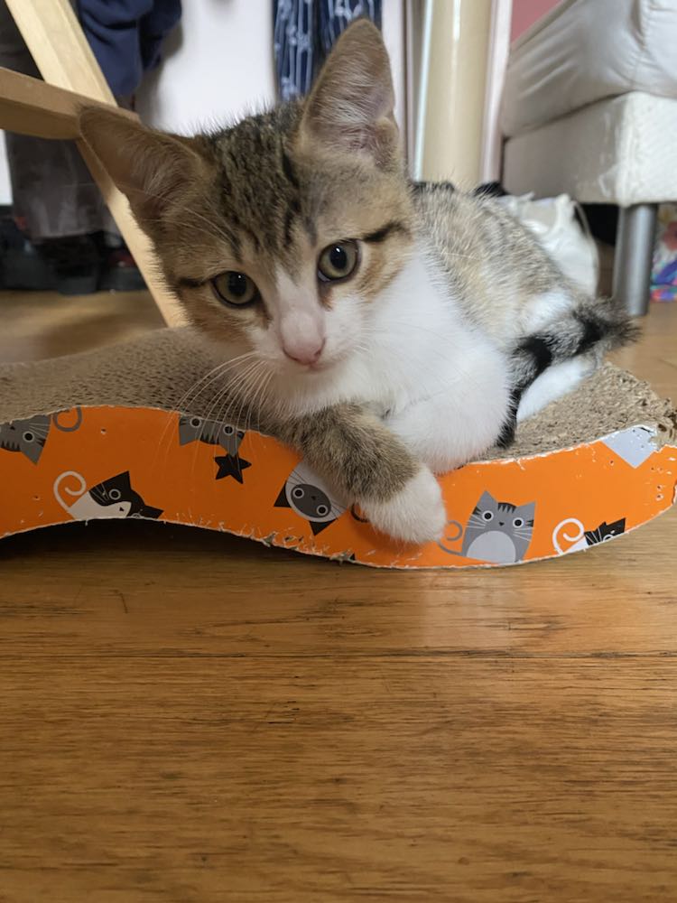 343404257_244423894858279_5832799489556370721_n