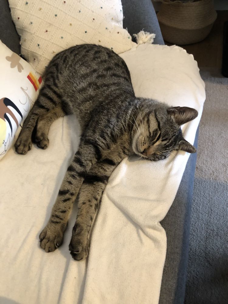 343417795_947407170014282_8386590868108101590_n