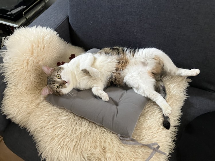 343442491_590249339745512_1913283653214141690_n