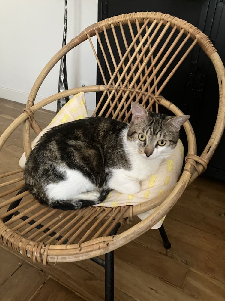 343643040_714066353739386_2194633667336209253_n