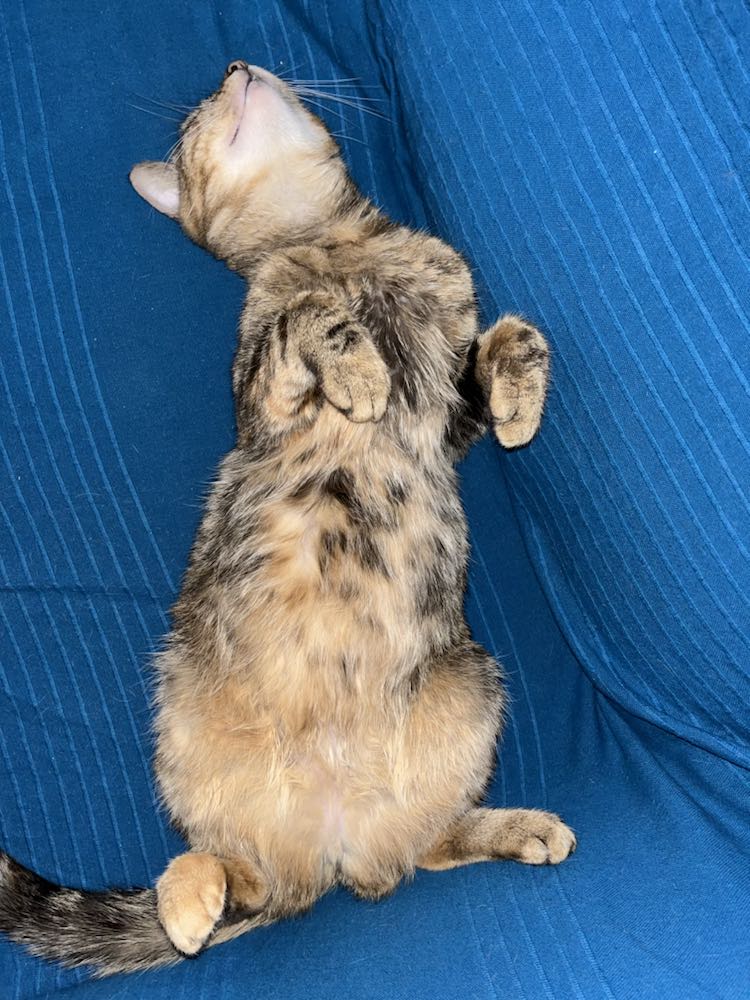 343700878_805581297802831_9174875074872040128_n