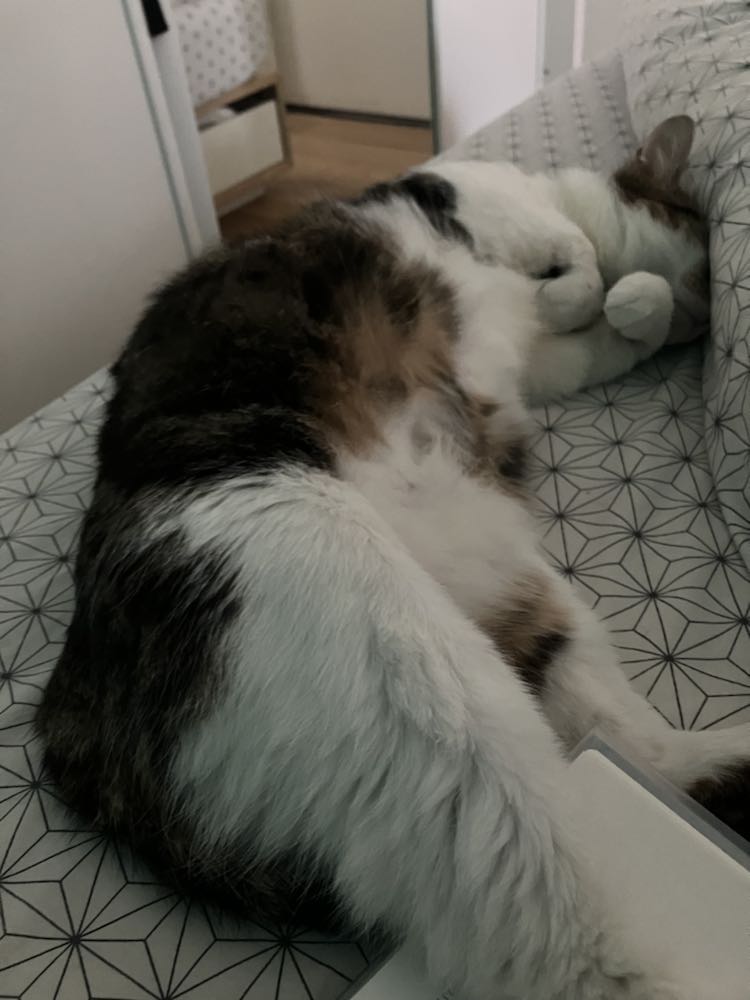 343706477_255023127032423_714336246099646491_n