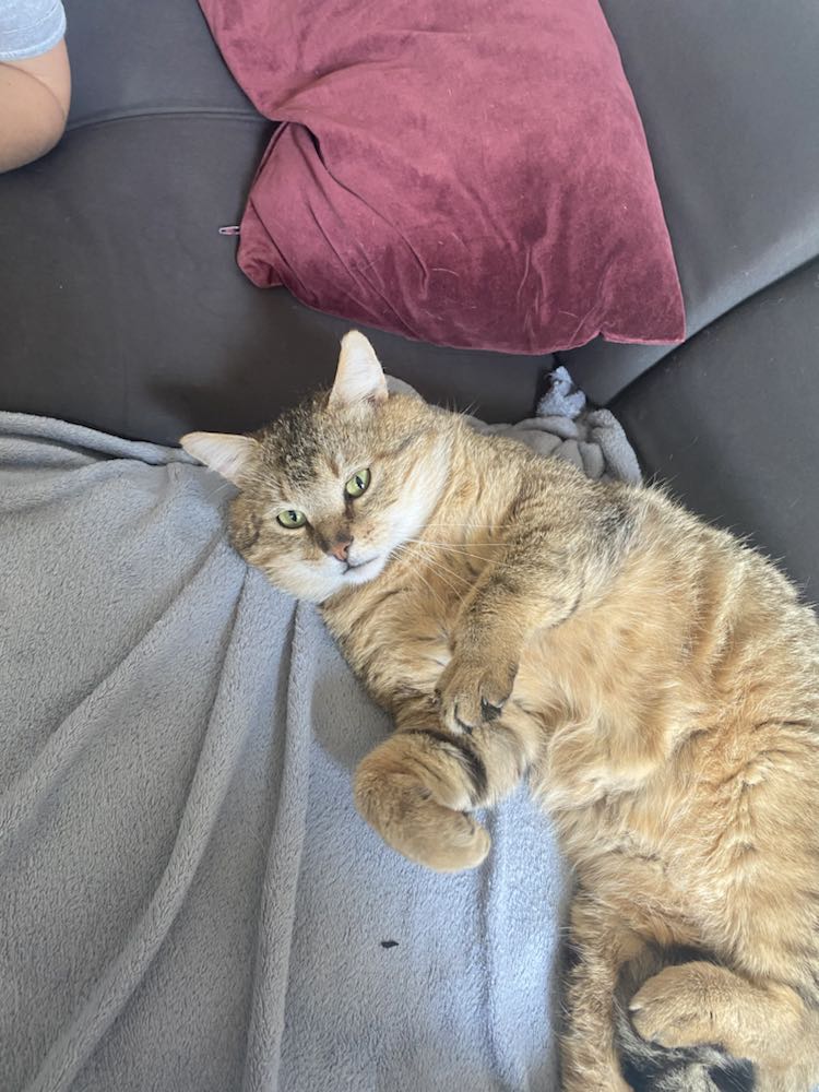 343710359_787349799464883_2619625982125669421_n