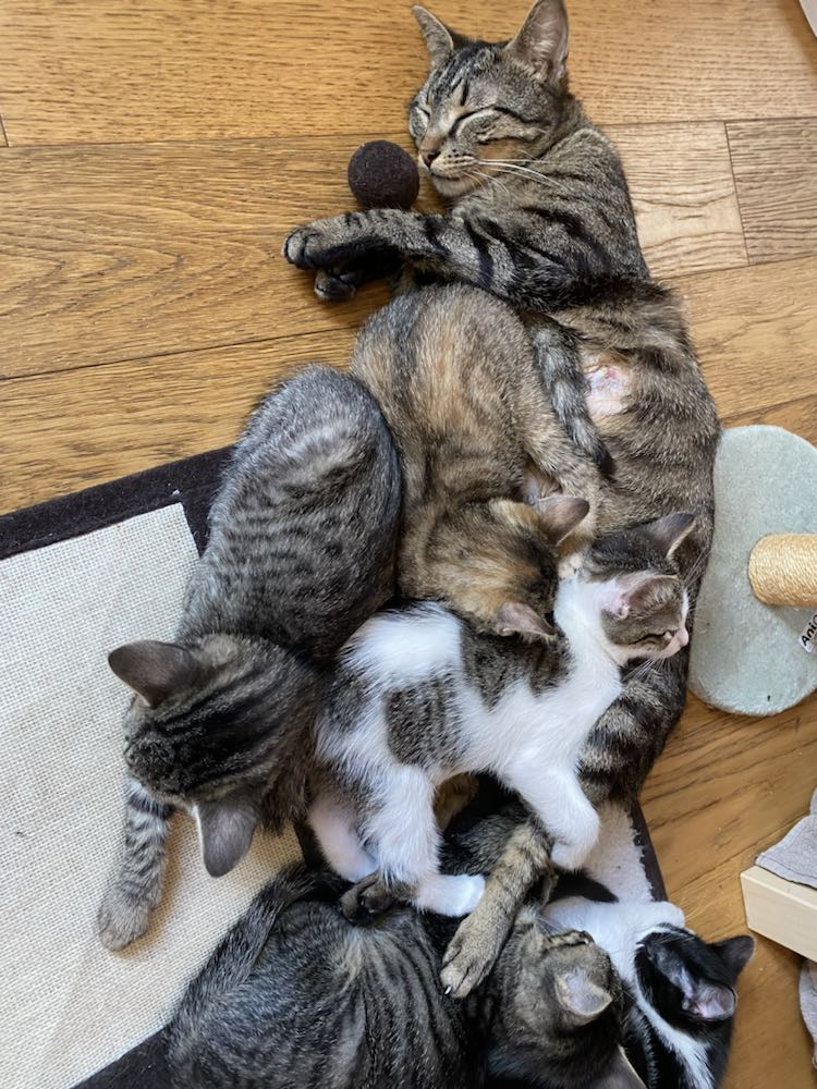 343761926_629442955745190_537959658013234605_n