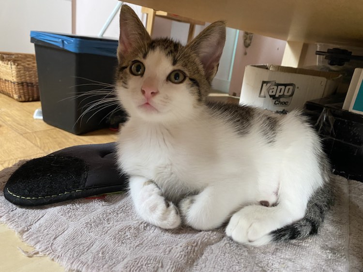 343787517_1381920135713872_2565739070685848137_n