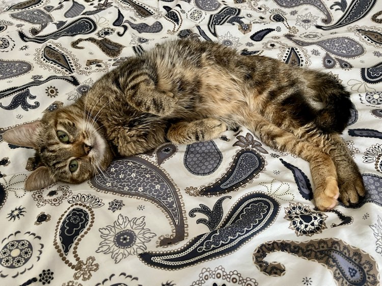 344663047_779495433547585_6377212192822301066_n