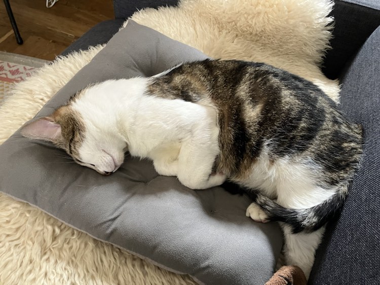 344787568_175191538471317_410695879859691500_n-1