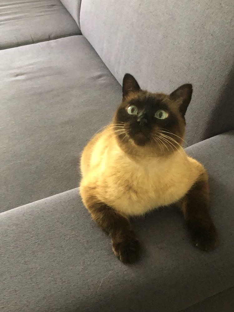 345065441_264899002719991_7611024993702257633_n