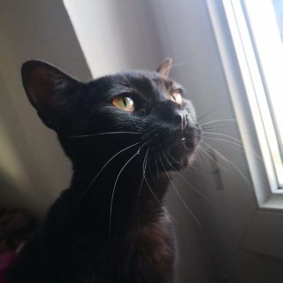 Photo de Bagheera