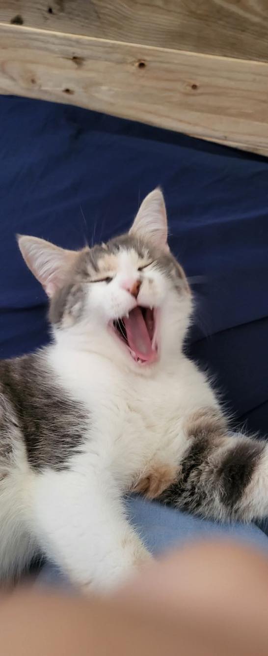 351267417_1442140283284034_3338286527072745220_n