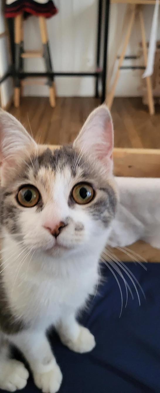 351289862_797766798420387_8182736530563885471_n